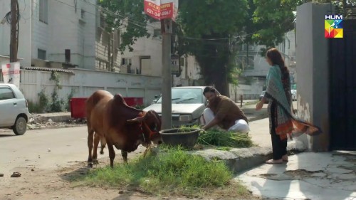 09.Bakra-Impossible-_-Eid-Special-_-HUM-TV-_-Telefilm.mp4-5.jpg