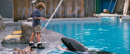 Free-Willy-1993-Telugu-Dubbed-Movie-Screen-Shot-6.jpeg