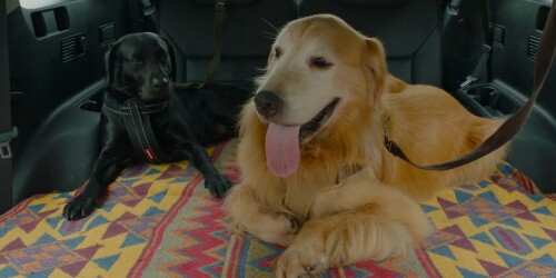 My Heart Puppy (2023) Telugu Dubbed Movie Screen Shot 4