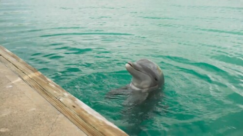 Dolphin-Island-2021-Telugu-Dubbed-Movie-Screen-Shot-5.jpg